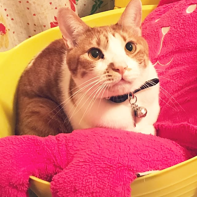chobibiさんの実例写真