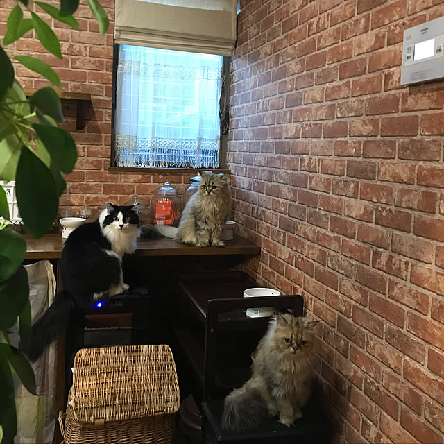 butachanさんの実例写真