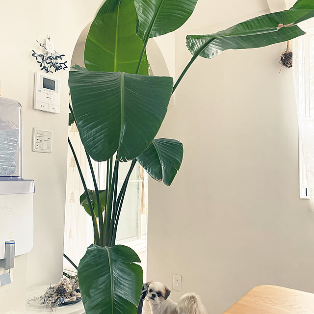 観葉植物のある暮らし/プロバンス風/おうち時間/南欧/シーズー...などのインテリア実例 - 2023-03-17 12:02:45