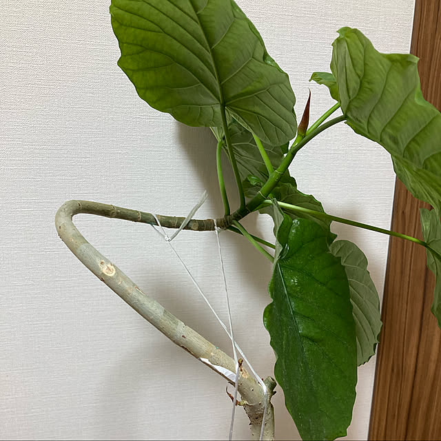 yumomitoさんの実例写真