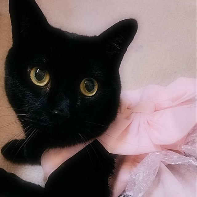 部屋全体/いいね！コメントありがとうございます☆/いいね、お返しができなくてごめんなさい。/猫のいる暮らし/黒猫同盟...などのインテリア実例 - 2025-08-22 07:32:19