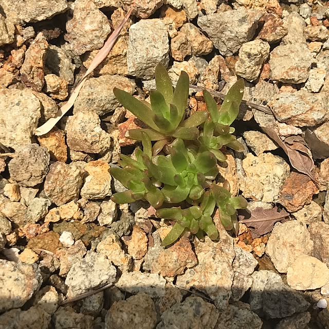 壁/天井/復活の野良ちゃん/多肉植物/多肉女子/多肉中毒...などのインテリア実例 - 2017-05-06 22:35:27