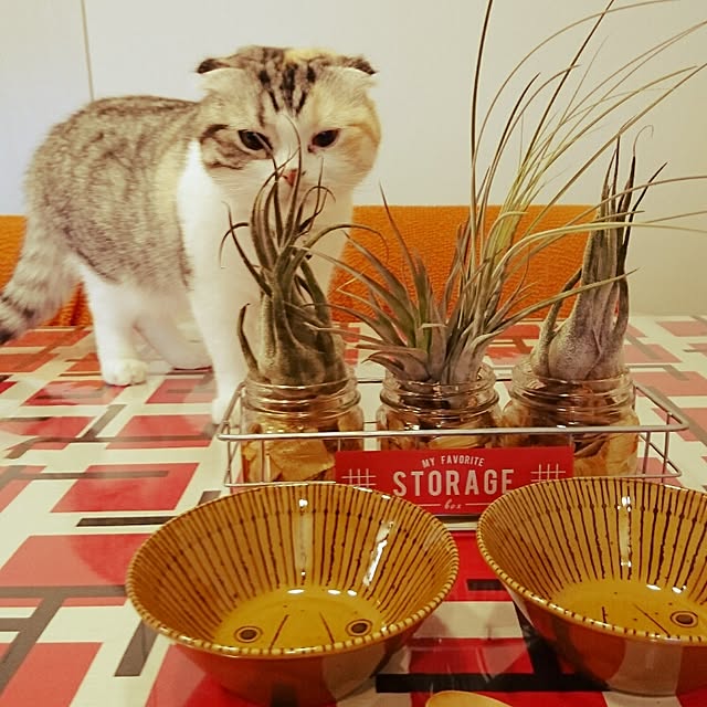 Sachiさんの実例写真