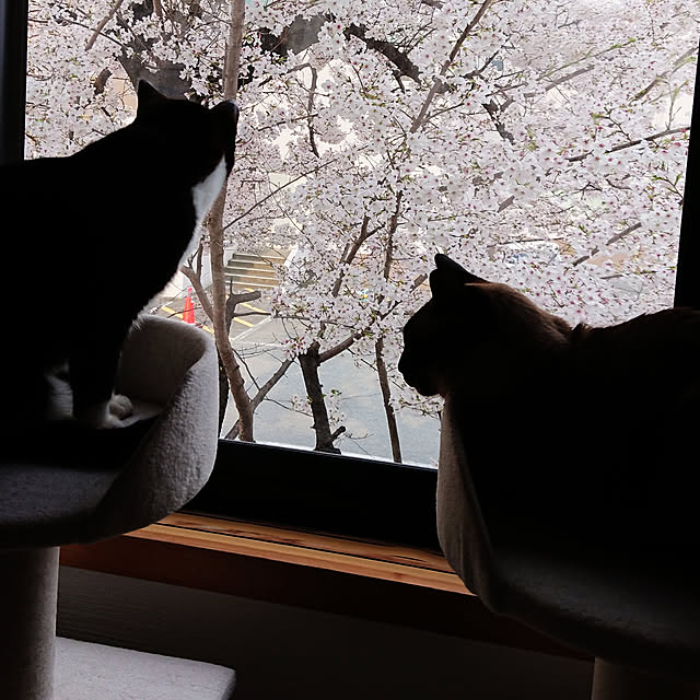 chatnoirさんの実例写真