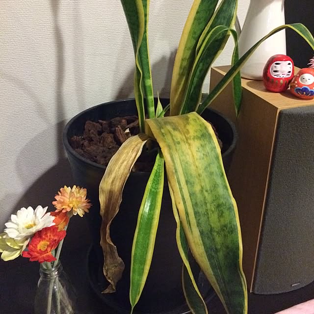 konbuさんの実例写真