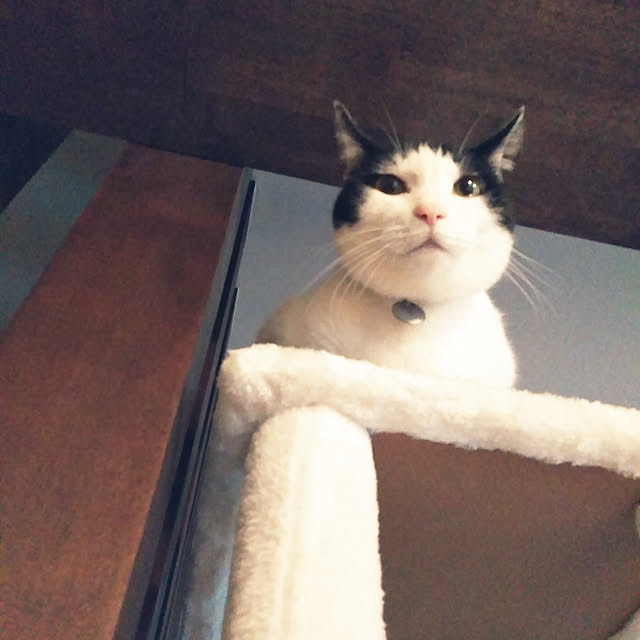 futukoさんの実例写真