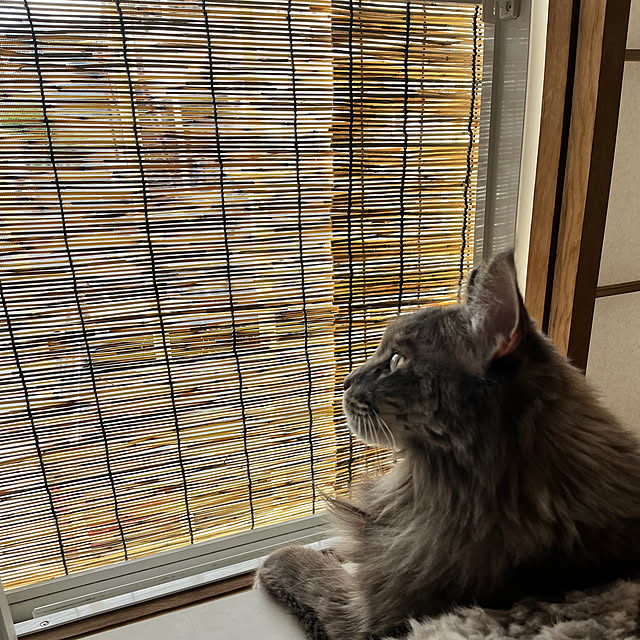 mayumiさんの実例写真