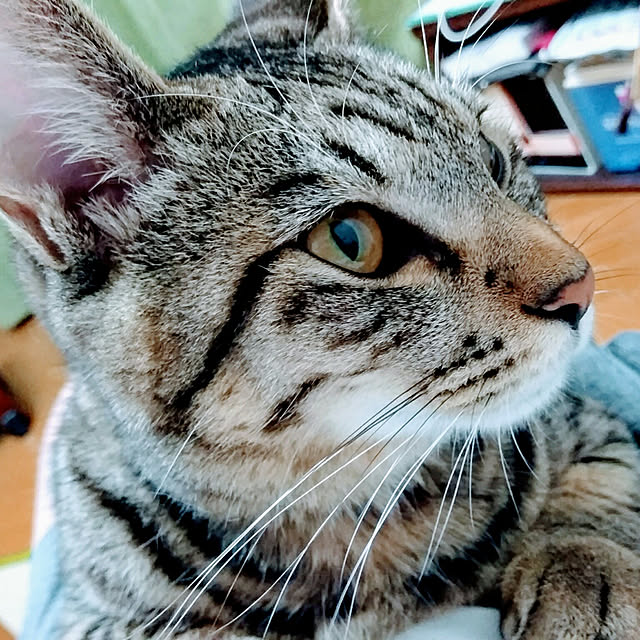 実例写真