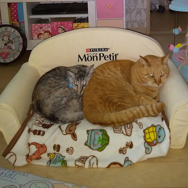 chikoさんの実例写真