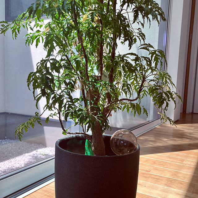KOHAREさんの部屋