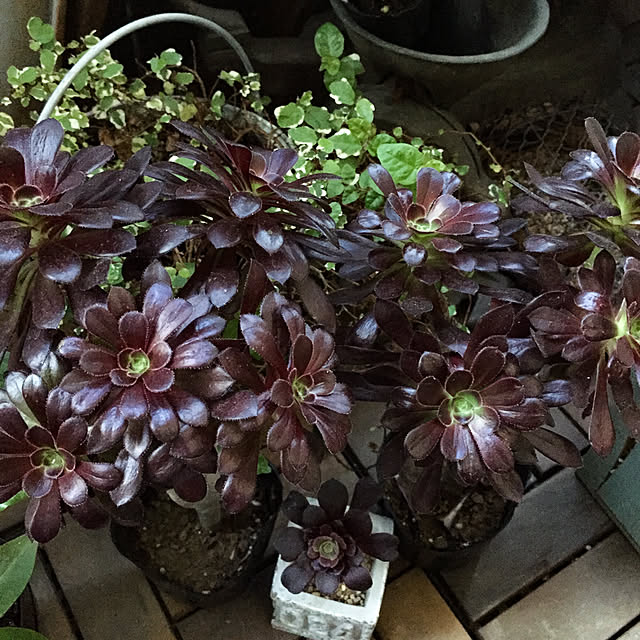 natulove0418さんの実例写真