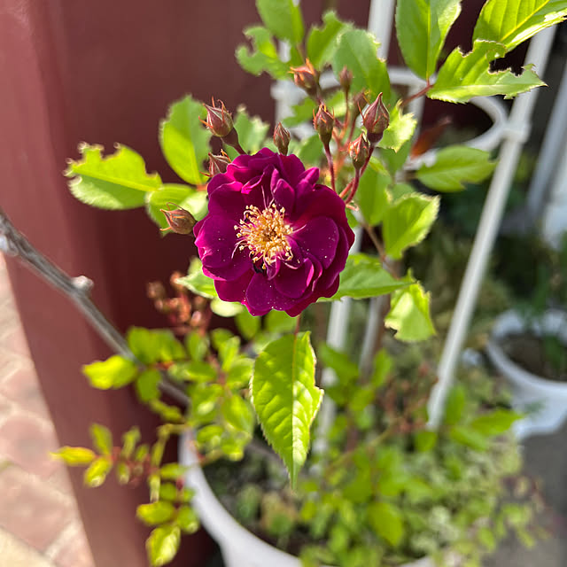 AYUKOさんの実例写真