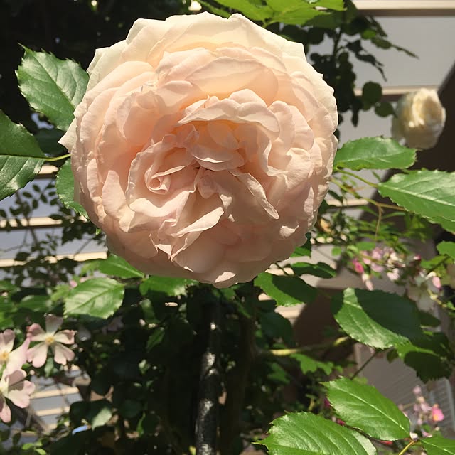 angelrose.yuuさんの実例写真