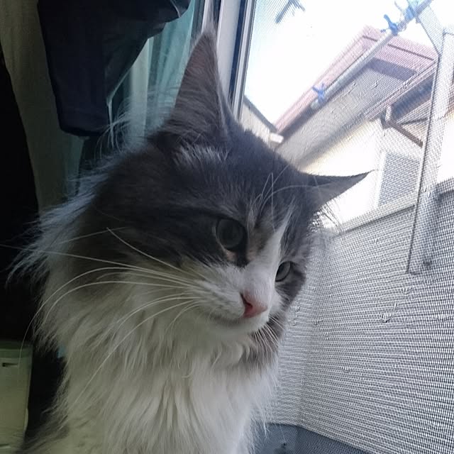 shinobuさんの実例写真