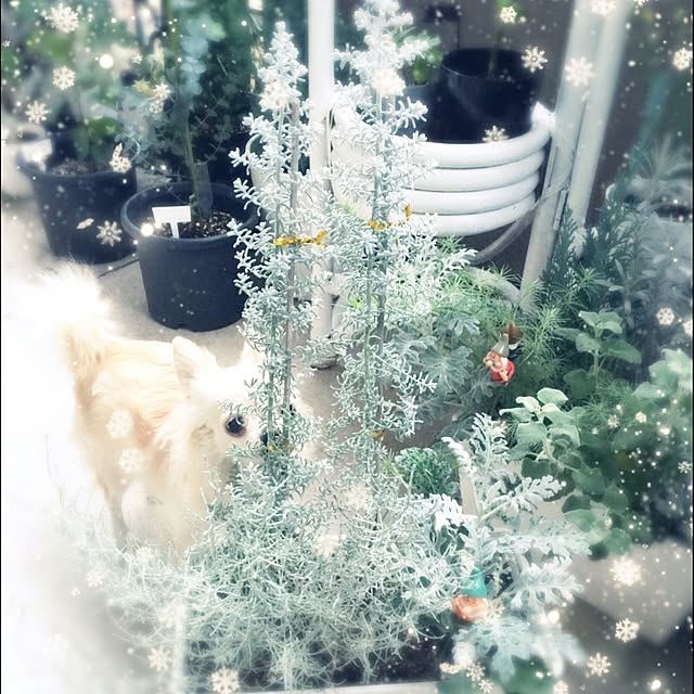 risaさんの実例写真