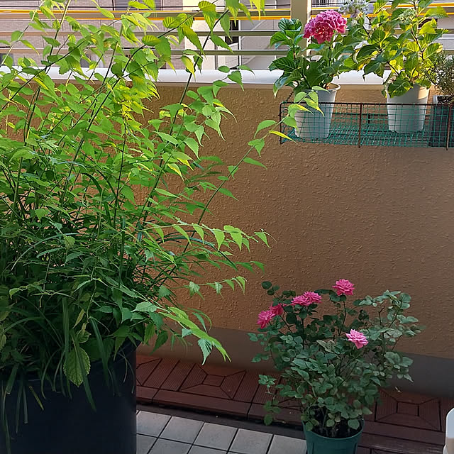 iketoさんの実例写真