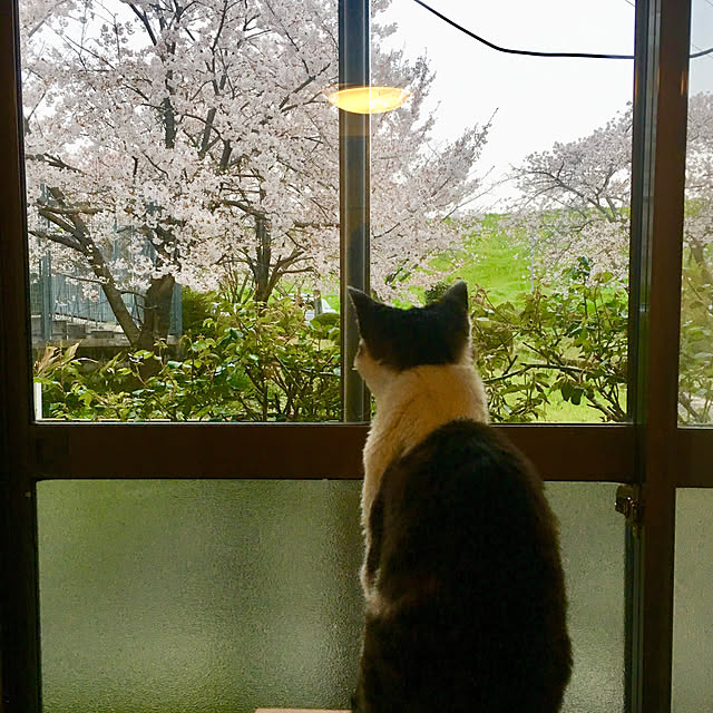 nerogaraginさんの実例写真