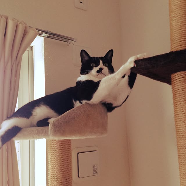 mikasakuさんの実例写真