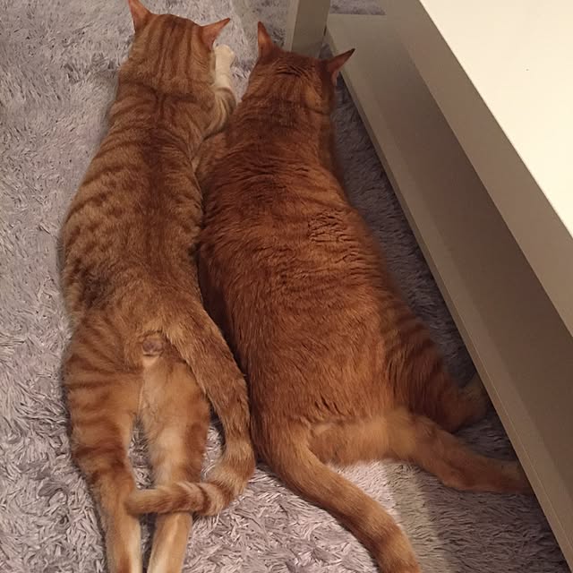 ykariさんの実例写真