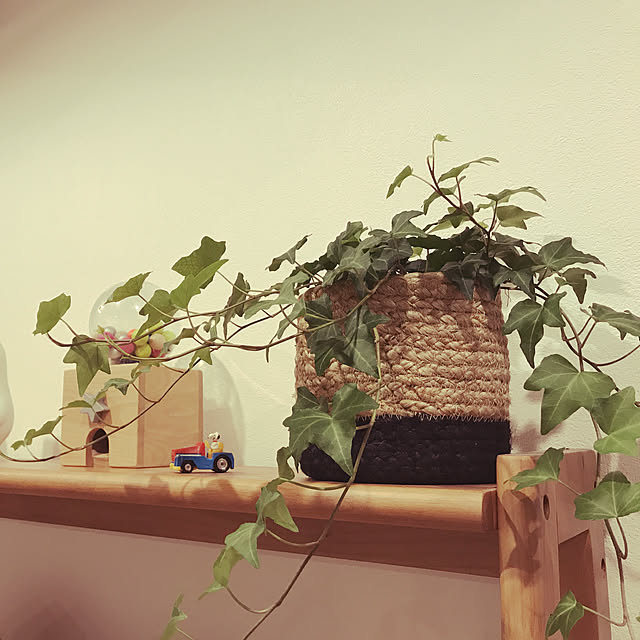 リビング/観葉植物のインテリア実例 - 2017-08-22 21:09:43