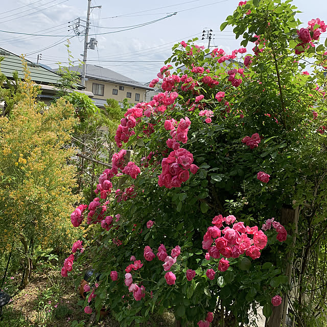 achaさんの実例写真