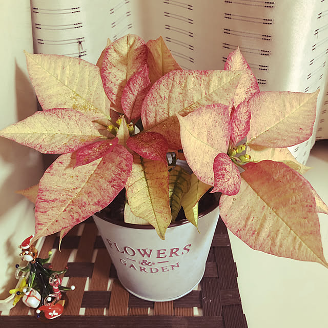 YuuKoさんの実例写真