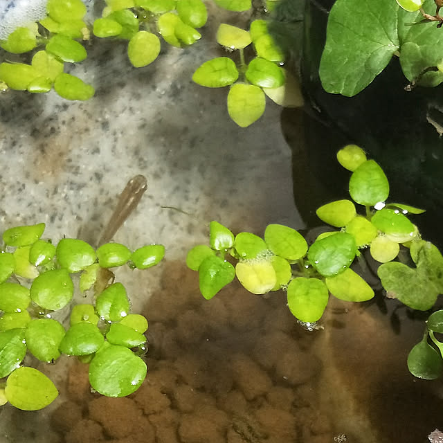 opiopiopiさんの実例写真