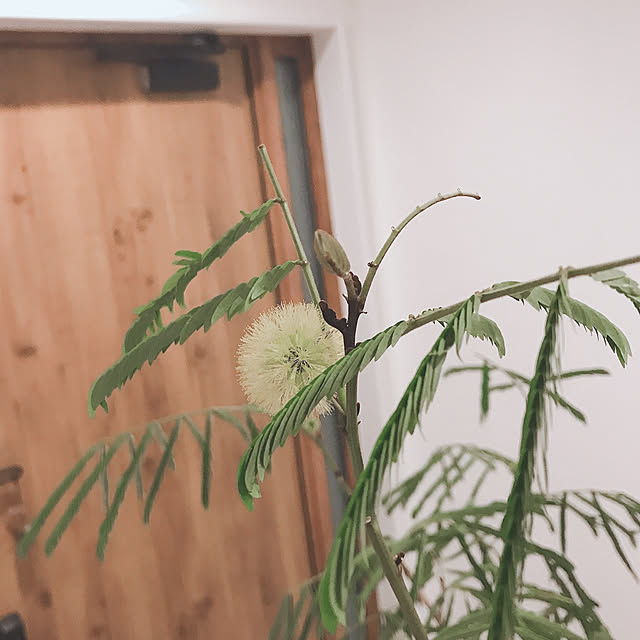 srjaさんの実例写真