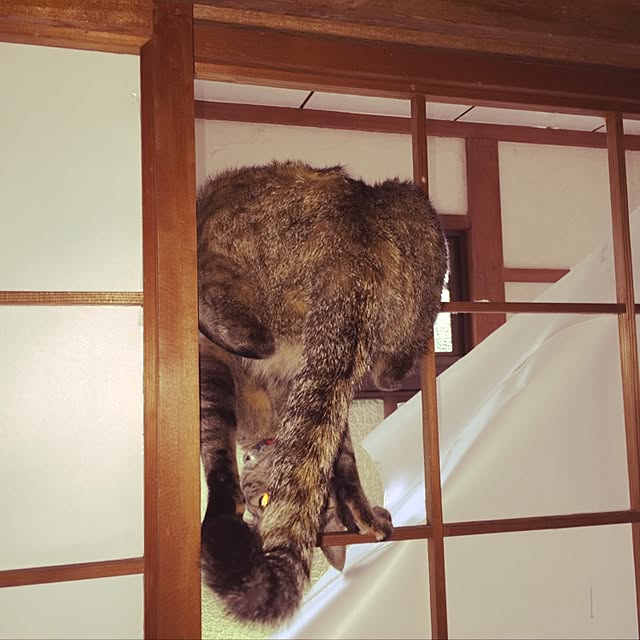 ema_panさんの実例写真