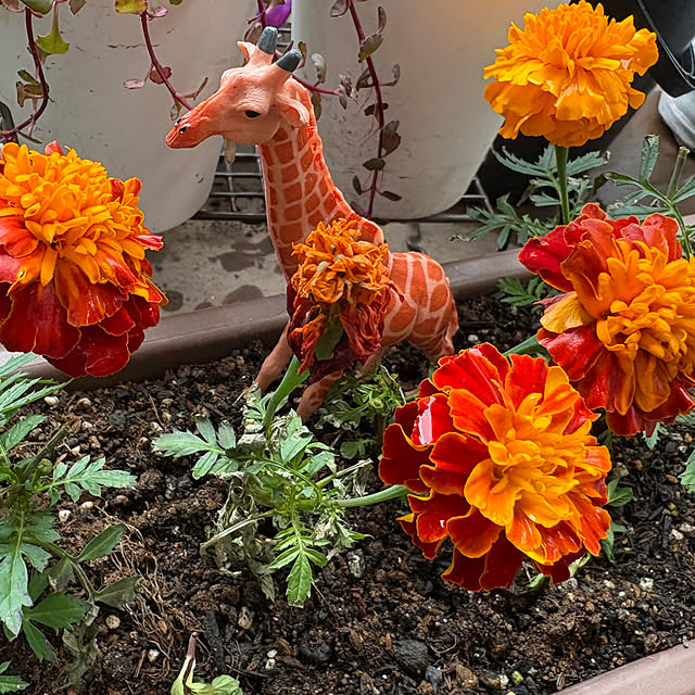 yuyuさんの実例写真