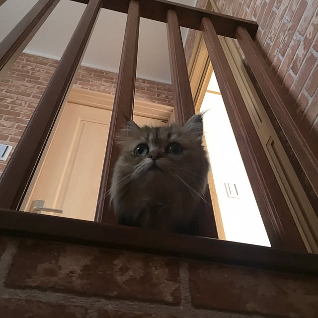 butachanさんの実例写真