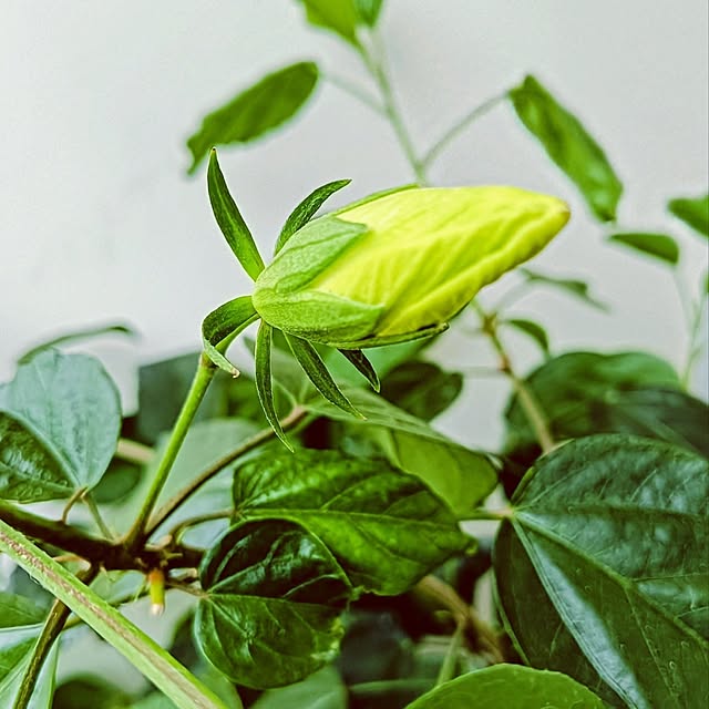 hanachanさんの部屋