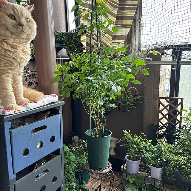 naokoさんの部屋