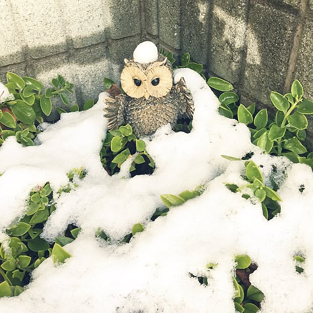 suzukoさんの実例写真