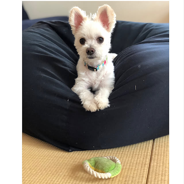 bonさんの実例写真