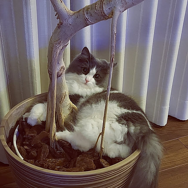 実例写真
