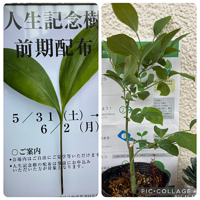 実例写真