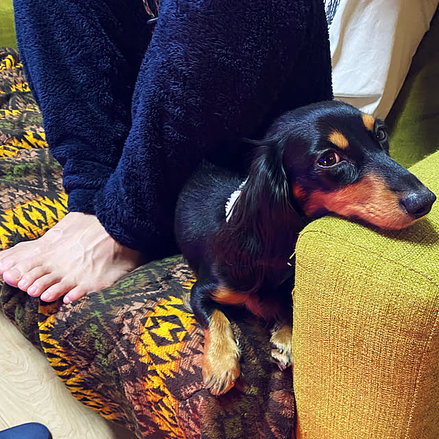 uninekoさんの実例写真