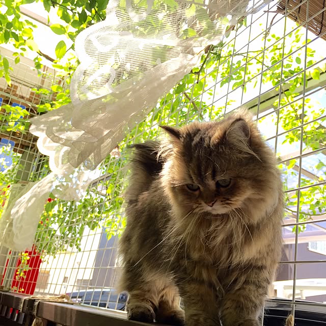 butachanさんの実例写真