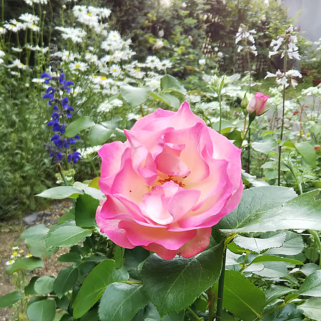 yum0408さんの実例写真