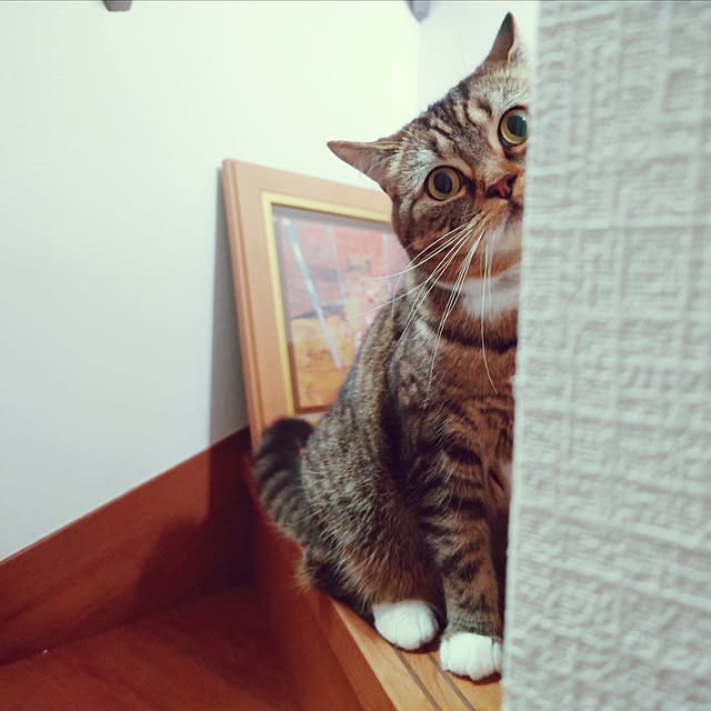 mochicoさんの実例写真