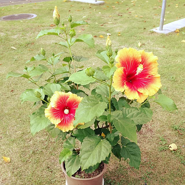 mamaさんの実例写真