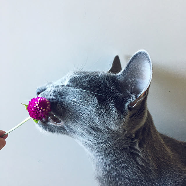 niko-25さんの実例写真