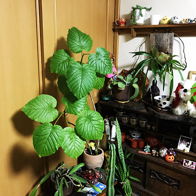 y.kurochanさんの実例写真