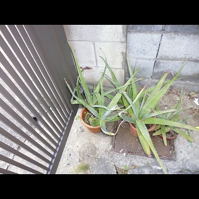 horurunさんの実例写真