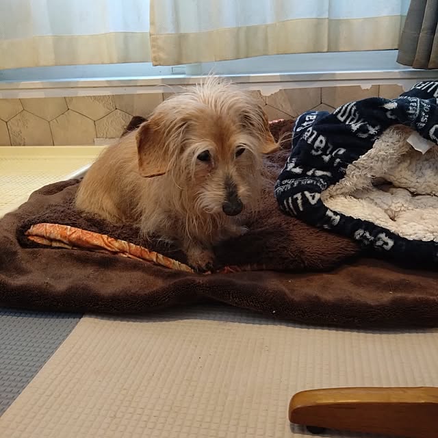 chocococoaさんの部屋