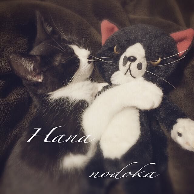 nodokaさんの実例写真