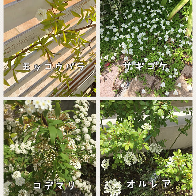 yumicloverさんの実例写真