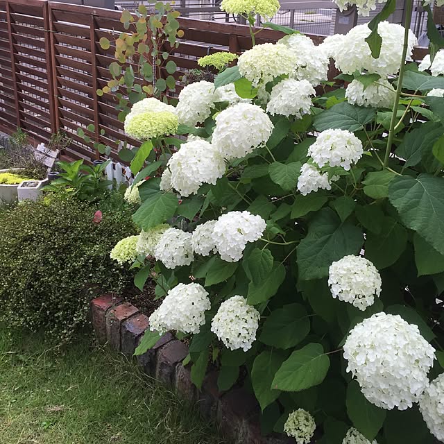 実例写真
