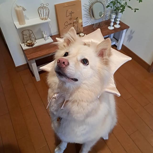 miho-haluさんの部屋